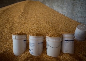 أزمة القمح ستدق أبواب تركيا بعد الحظر الروسي