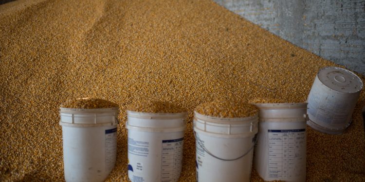 أزمة القمح ستدق أبواب تركيا بعد الحظر الروسي