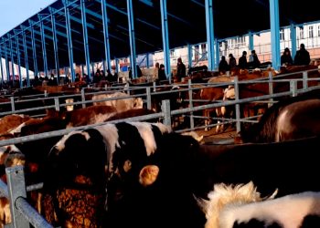 زيادة 22% بأسعار المواشي في تركيا