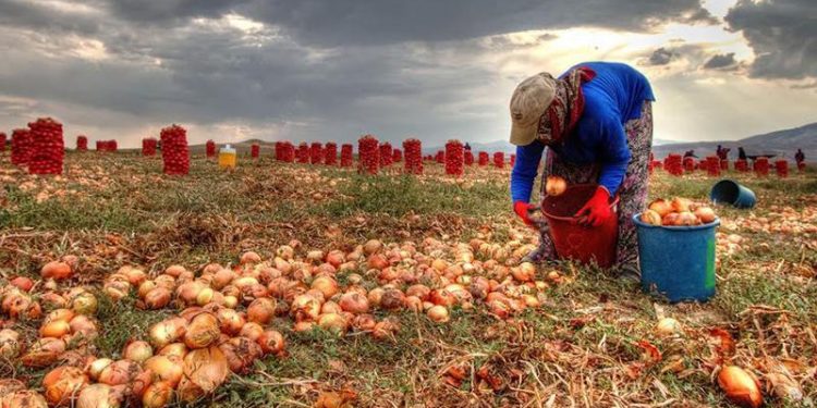 البصل يحطم أرقامًا قياسية في تركيا