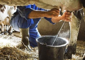 ارتفاع سعر الحليب في تركيا