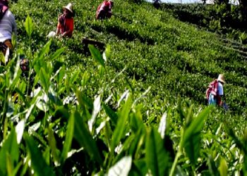 تركيا.. منتجو الشاي في ريزا غاضبون من ارتفاع أسعار السماد