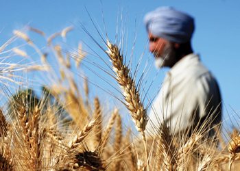 تركيا تلجأ إلى الهند لتلبية احتياجاتها من القمح