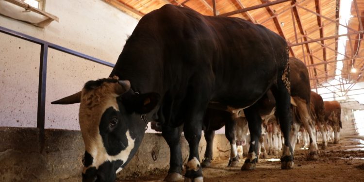 ارتفاع أسعار الأضاحي في تركيا 25%