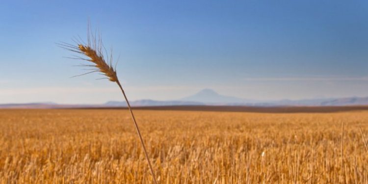 تفاصيل نتيجة اتفاق “إسطنبول” حول قضية الحبوب الأوكرانية