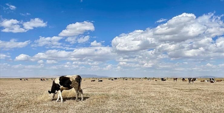 جفاف خامس أضخم بحيرة في تركيا