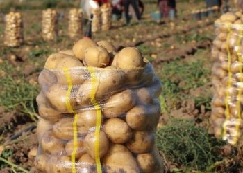 تركيا.. حبس مزارع لتوزيعه البطاطس على أسر المعتقلين!