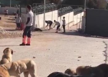 تركيا: مطالبات بالحبس 4 سنوات لقاتلي كلب داخل مأوي للحيوانات باستخدام مجرفة