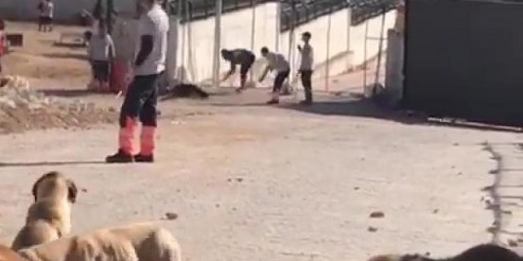 تركيا: مطالبات بالحبس 4 سنوات لقاتلي كلب داخل مأوي للحيوانات باستخدام مجرفة