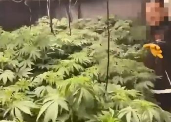 ضبط 250 كيلوجرامًا من الحشيش في إسطنبول