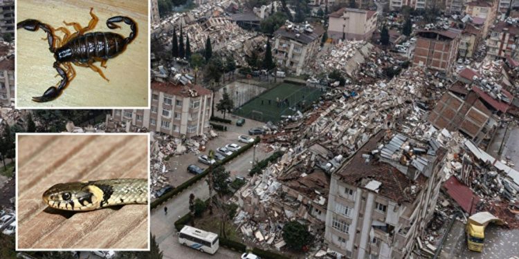 شكاوى من لدغات العقارب والثعابين بمنطقة الزلزال