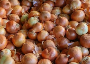 تركيا.. أسعار البصل في تركيا تتفوق على الدولار