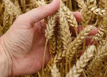 تركيا توقف مبيعات القمح المدعم