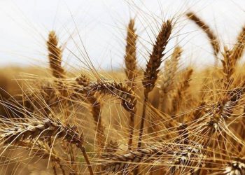 ارتفاع سعر القمح لأعلى مستوياته خلال 5 أشهر