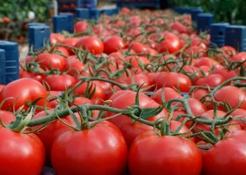 روسيا تزيد حصة استيراد الطماطم من تركيا