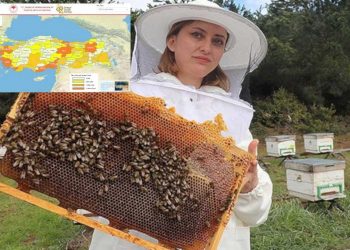 إنتاج تركيا من عسل النحل يرتفع 59%