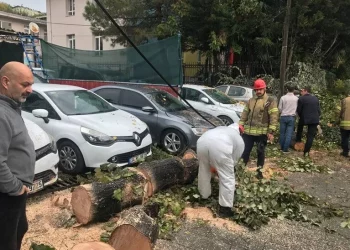 إسطنبول تشهد أمطارًا غزيرة ورياحًا قوية تقتلع الأشجار