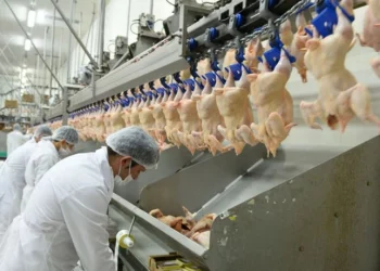 ارتفاع إنتاج البيض والحليب وانخفاض لحوم الدجاج في تركيا