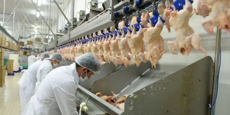 ارتفاع إنتاج البيض والحليب وانخفاض لحوم الدجاج في تركيا