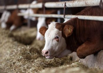 ارتفاع سعر العلف في تركيا 5 مرات خلال 40 يومًا