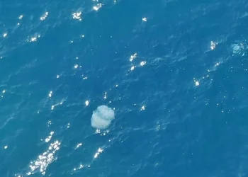 انجراف قناديل البحر من سوريا ولبنان إلى أنطاليا