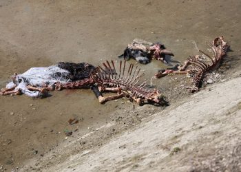 بقايا حمير وخيول في أضنة الشهيرة بالكباب!