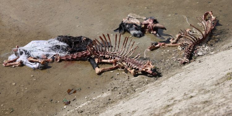 بقايا حمير وخيول في أضنة الشهيرة بالكباب!