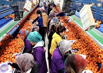 ارتفاع صادرات تركيا من الحمضيات بنسبة 16%