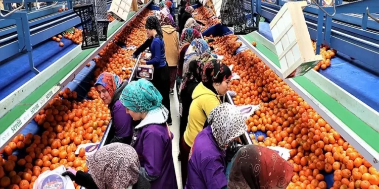 ارتفاع صادرات تركيا من الحمضيات بنسبة 16%