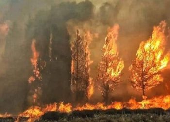 الحرائق تلتهم غابات اليونان وتركيا