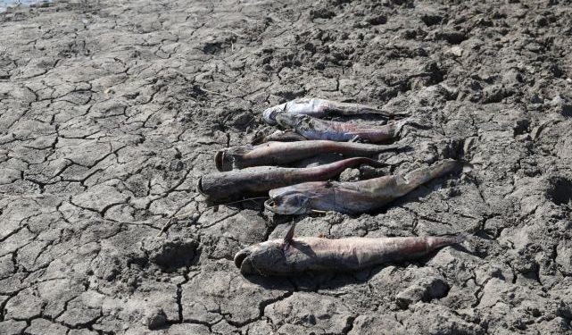 تركيا.. نفوق أسماك في أدرنة بشكل غامض