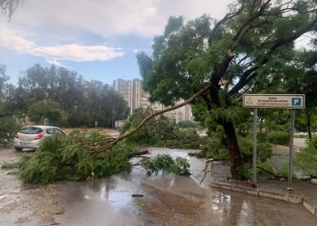 تطيح بالأشجار وتشل الحياة.. عاصفة مرعبة في أضنة