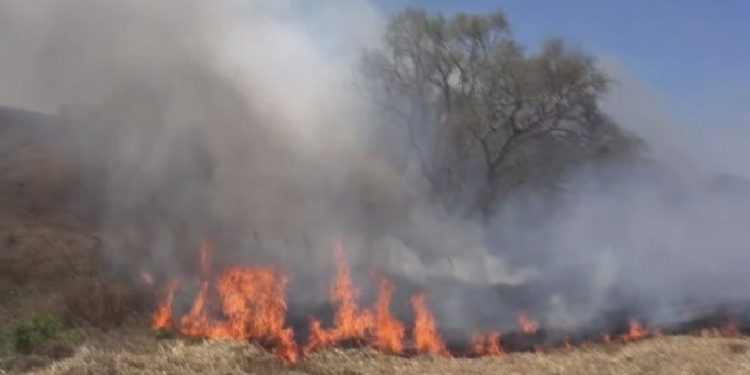 تركيا.. حريق بغابات أيدوس في إسطنبول
