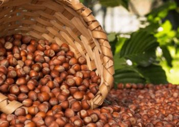 2 مليار دولار تكسب تركيا من زراعة البندق