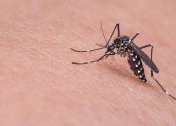 فيروس غرب النيل يصل الحدود التركية