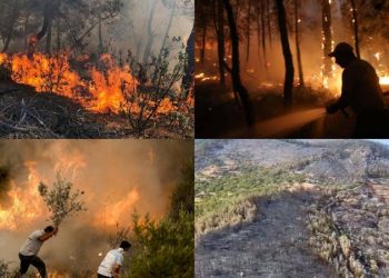 تضرر 2000 هكتار بحريق غابات في آيدن