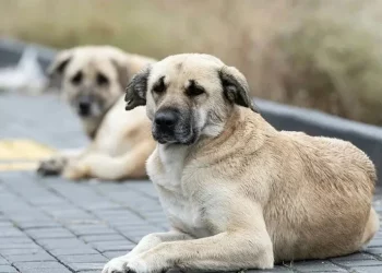 منظمة بريطانية تطلق مشروعًا لنقل الكلاب من تركيا!