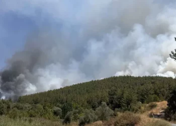 اندلاع حريق بمنطقة الغابات في موغلا