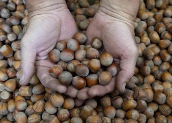 صادرات تركيا من البندق تقترب من 2.5 مليار دولار سنويًّا