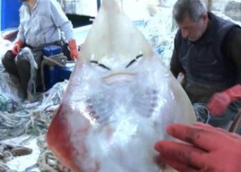 اصطياد سمكة ذات ”وجه بشري“ في أنطاليا