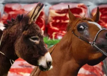 الكشف عن أكثر الولايات التركية أكلا للحم الحمير!