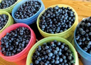 “التوت الأزرق” فاكهة تنمو في تركيا وتكافح السرطان