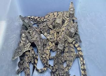 تماسيح مصرية في مطار تركي!