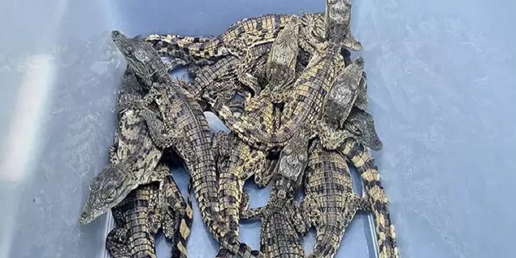 تماسيح مصرية في مطار تركي!