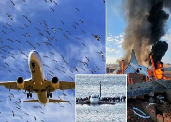 لماذا يشكل الاصطدام بطائر خطرًا على الطائرات؟