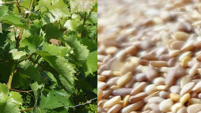 مبيدات آفات في أوراق العنب المصدر من تركيا إلى كندا