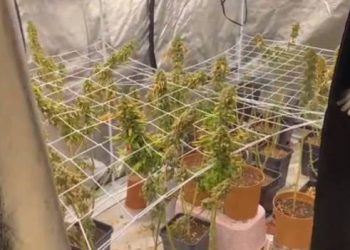 تركيين يزرعان مخدر القنب في المنزل!