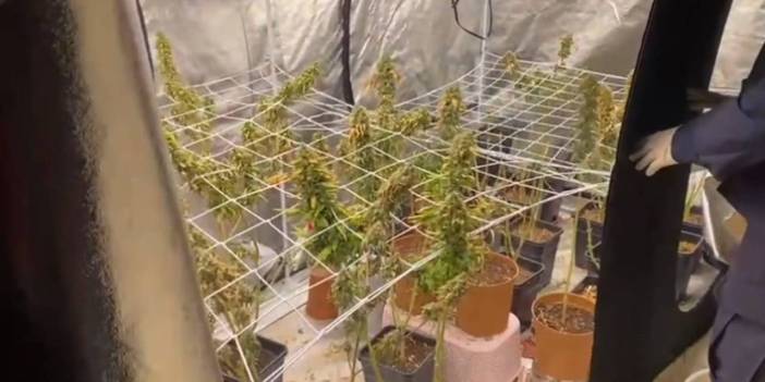 تركيين يزرعان مخدر القنب في المنزل!