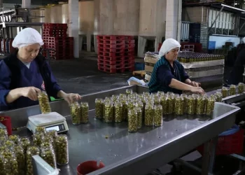 تركيا تسبق مصر في إنتاج زيتون المائدة