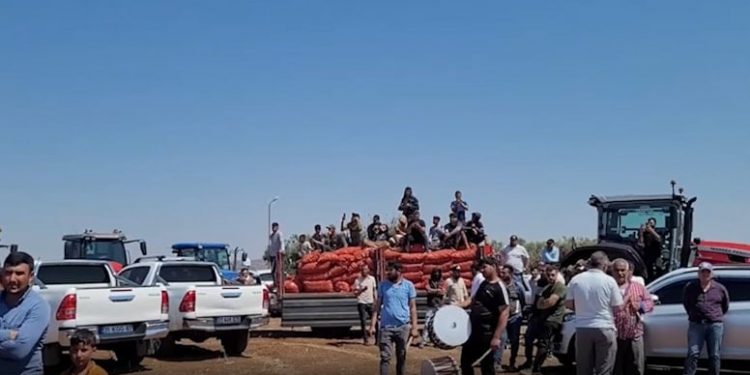 المزارعون الأتراك يتظاهرون ضد الحكومة بإتلاف محاصيلهم 